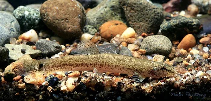 Lepidocephalichthys berdmorei photo