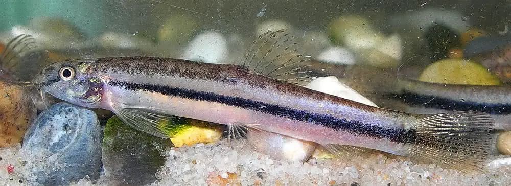 Lepidocephalichthys sp. le2 photo