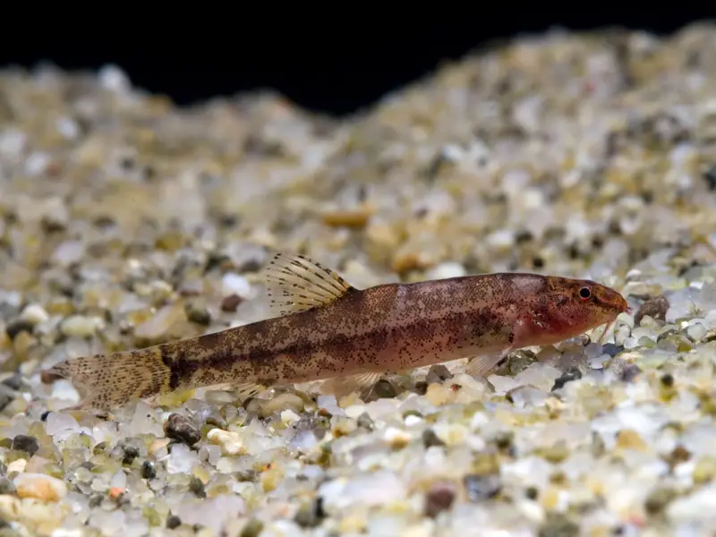 Lepidocephalichthys furcatus photo