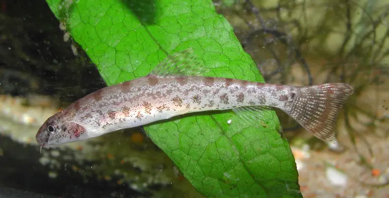 Lepidocephalichthys goalparensis photo