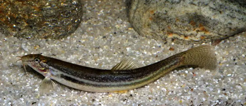 Lepidocephalichthys guntea photo