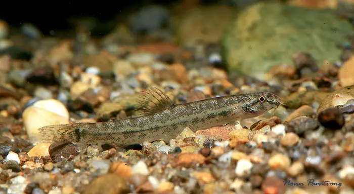 Lepidocephalichthys hasselti photo