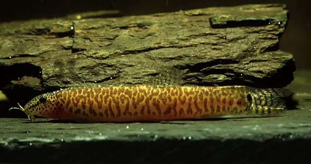Lepidocephalichthys jonklaasi photo