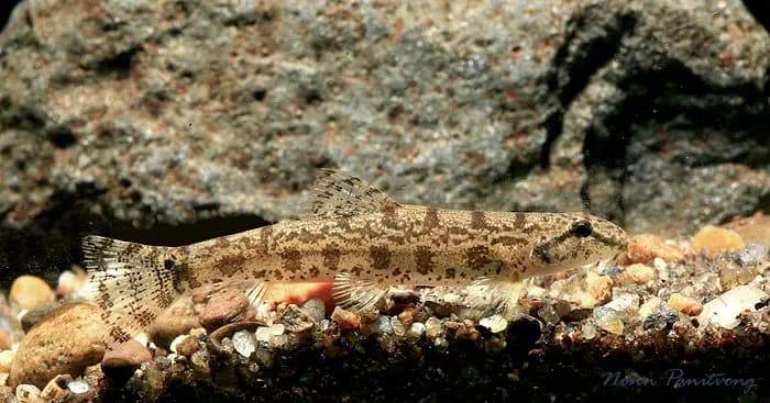 Lepidocephalichthys micropogon photo