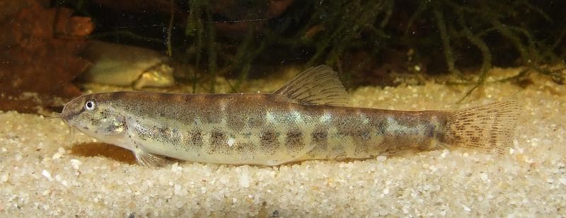 Lepidocephalichthys sp. le1 photo