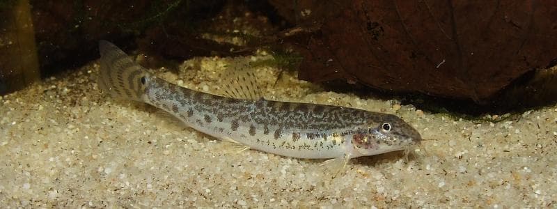 Lepidocephalichthys thermalis photo