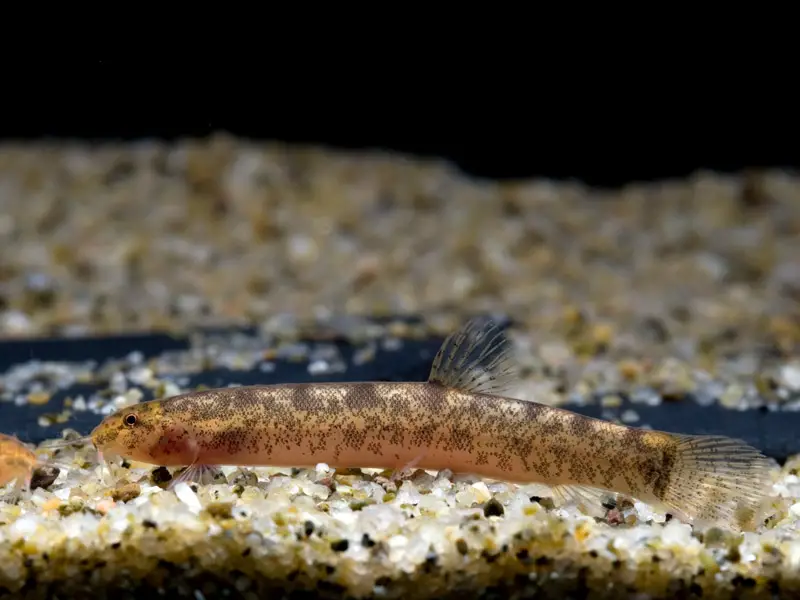 Lepidocephalichthys tomaculum photo