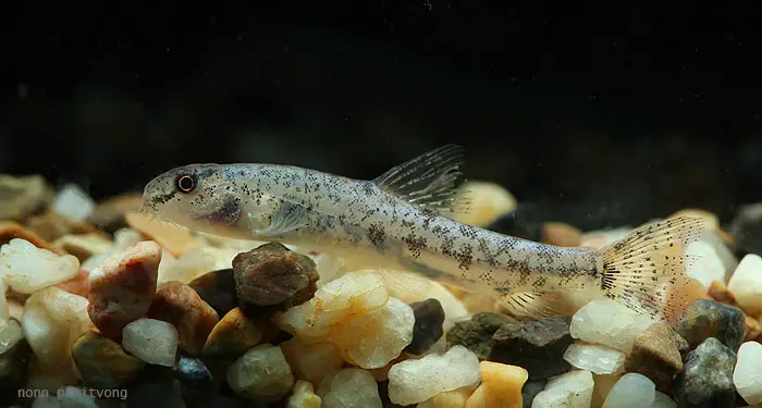 Lepidocephalichthys zeppelini photo