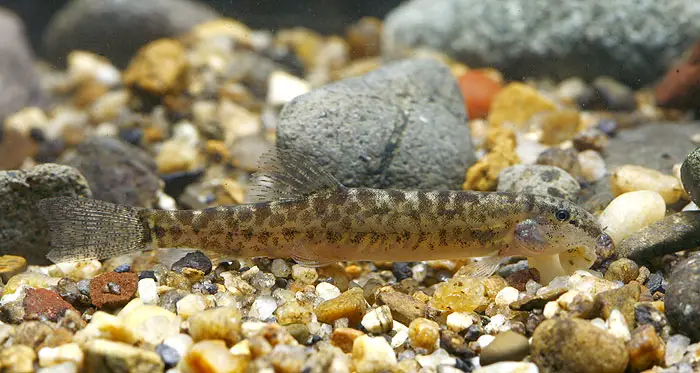 Lepidocephalichthys kranos photo