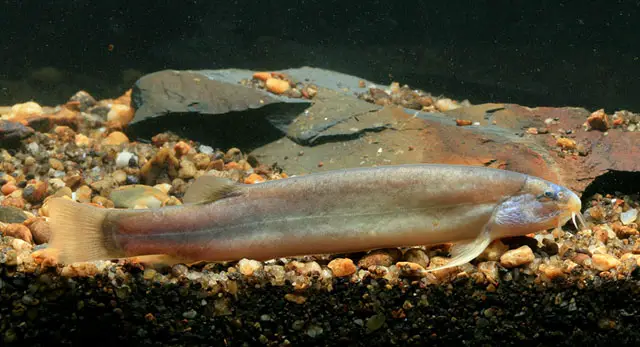 Lepidocephalus macrochir photo