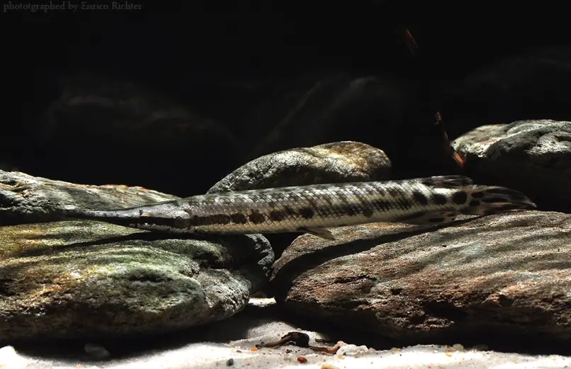 Lepisosteus oculatus photo