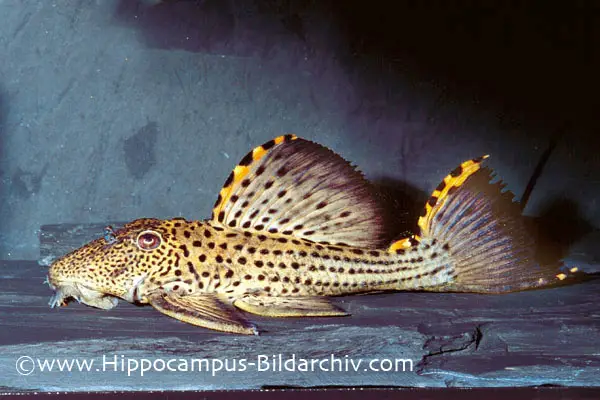 Leporacanthicus triactis photo