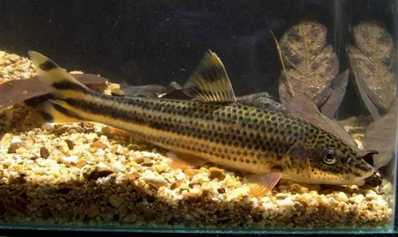 Leporellus vittatus photo