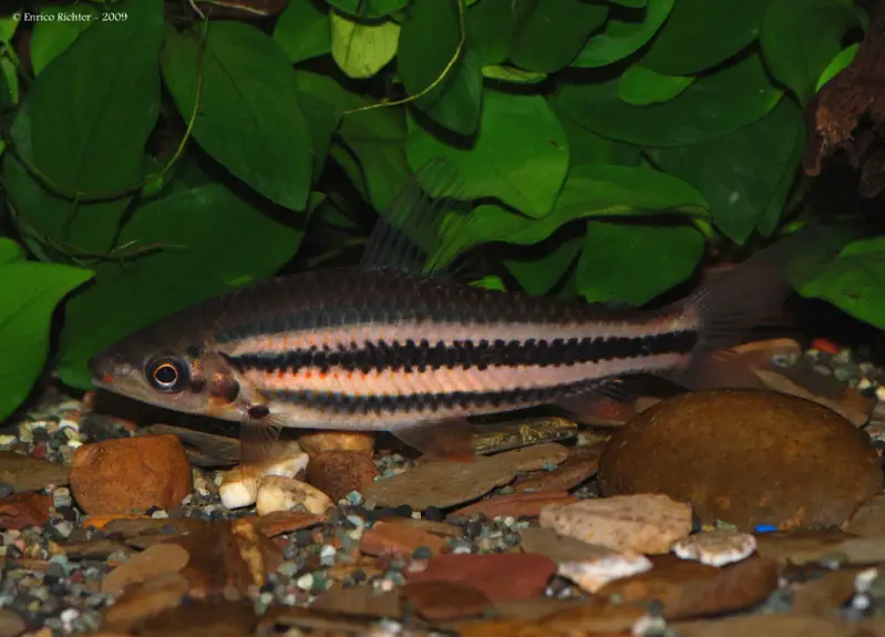 Leporinus arcus photo