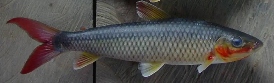 Leporinus brunneus photo