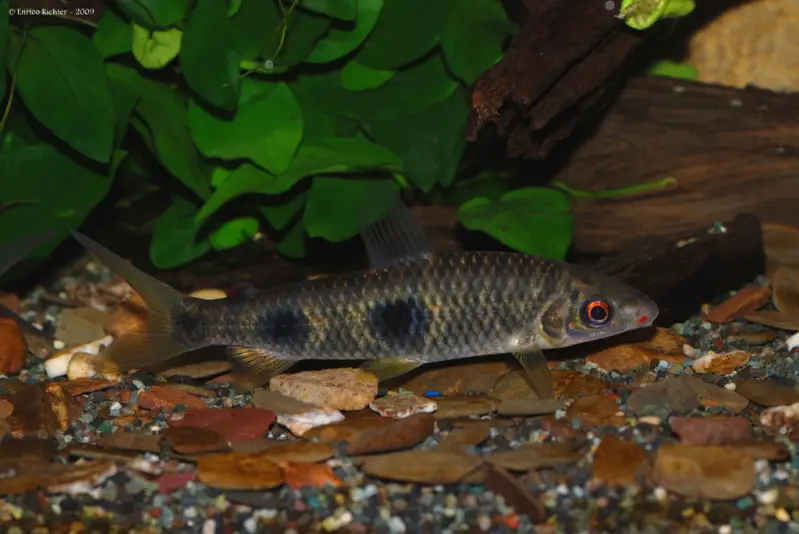 Leporinus copelandii photo