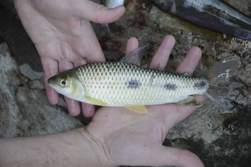 Leporinus friderici photo