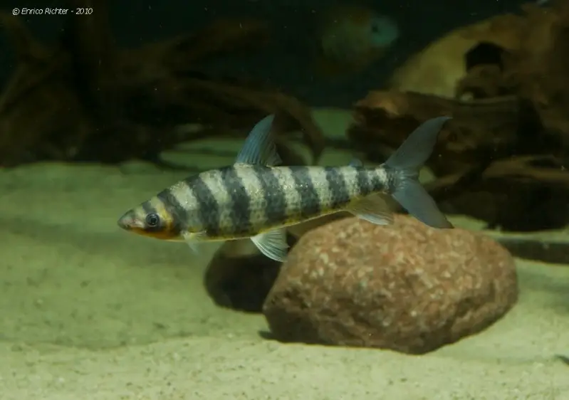 Leporinus fasciatus photo