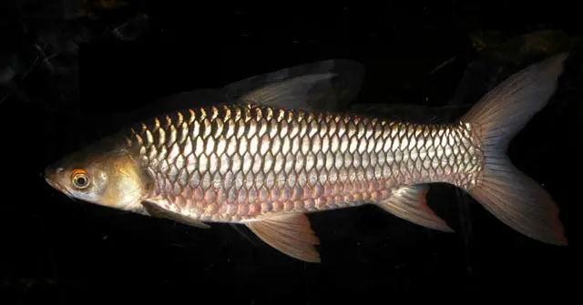 Leptobarbus hoevenii photo