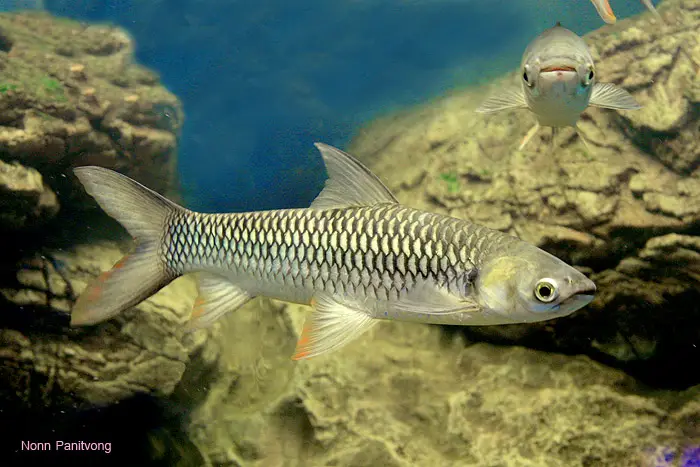 Leptobarbus rubripinna photo