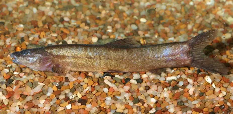 Leptobotia microphthalma photo