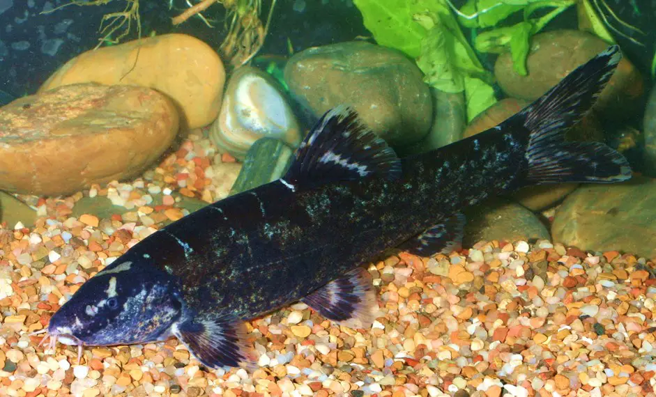 Leptobotia taeniops photo