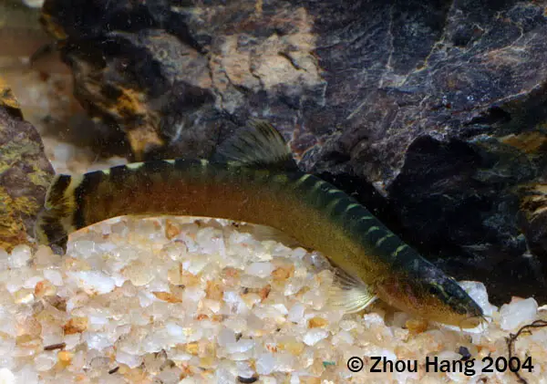 Leptobotia guilinensis photo