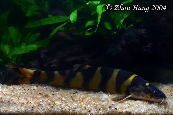 Leptobotia pellegrini photo