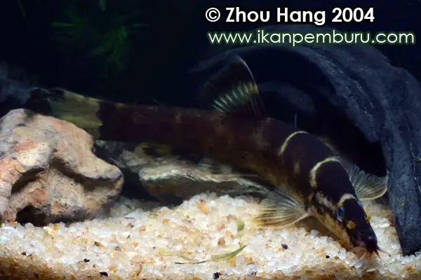 Leptobotia rubrilabris photo