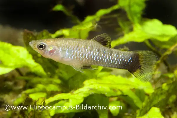 Limia melanogaster photo