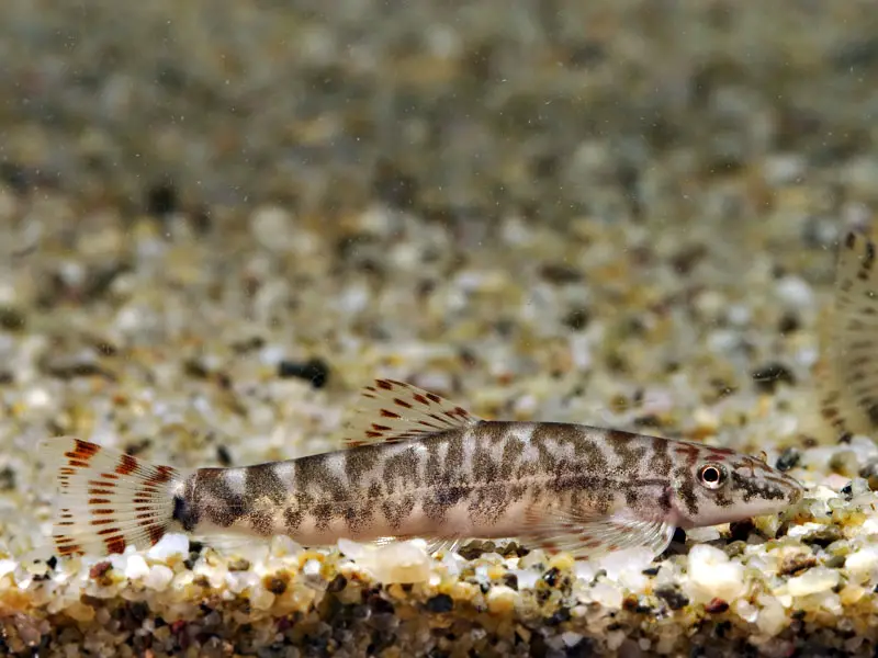 Liniparhomaloptera disparis photo