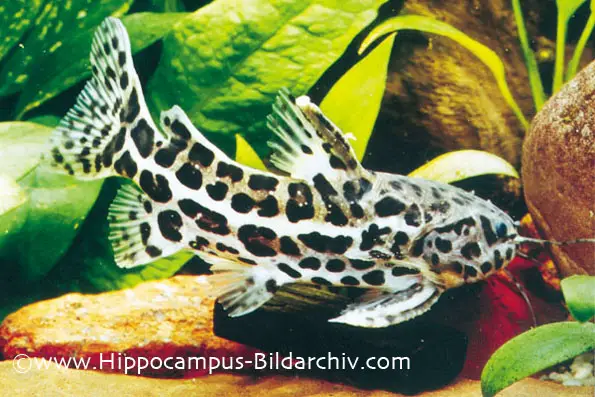 Liosomadoras oncinus photo