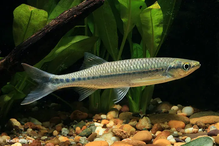 Luciosoma setigerum photo