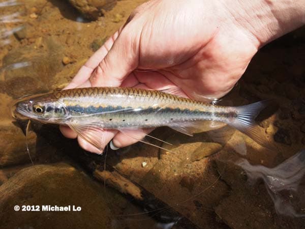 Luciosoma pellegrinii photo