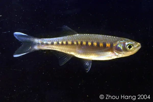 Luciosoma spilopleura photo