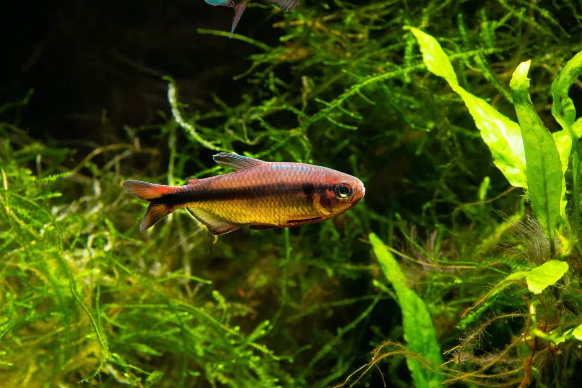 Hyphessobrycon melanostichos photo