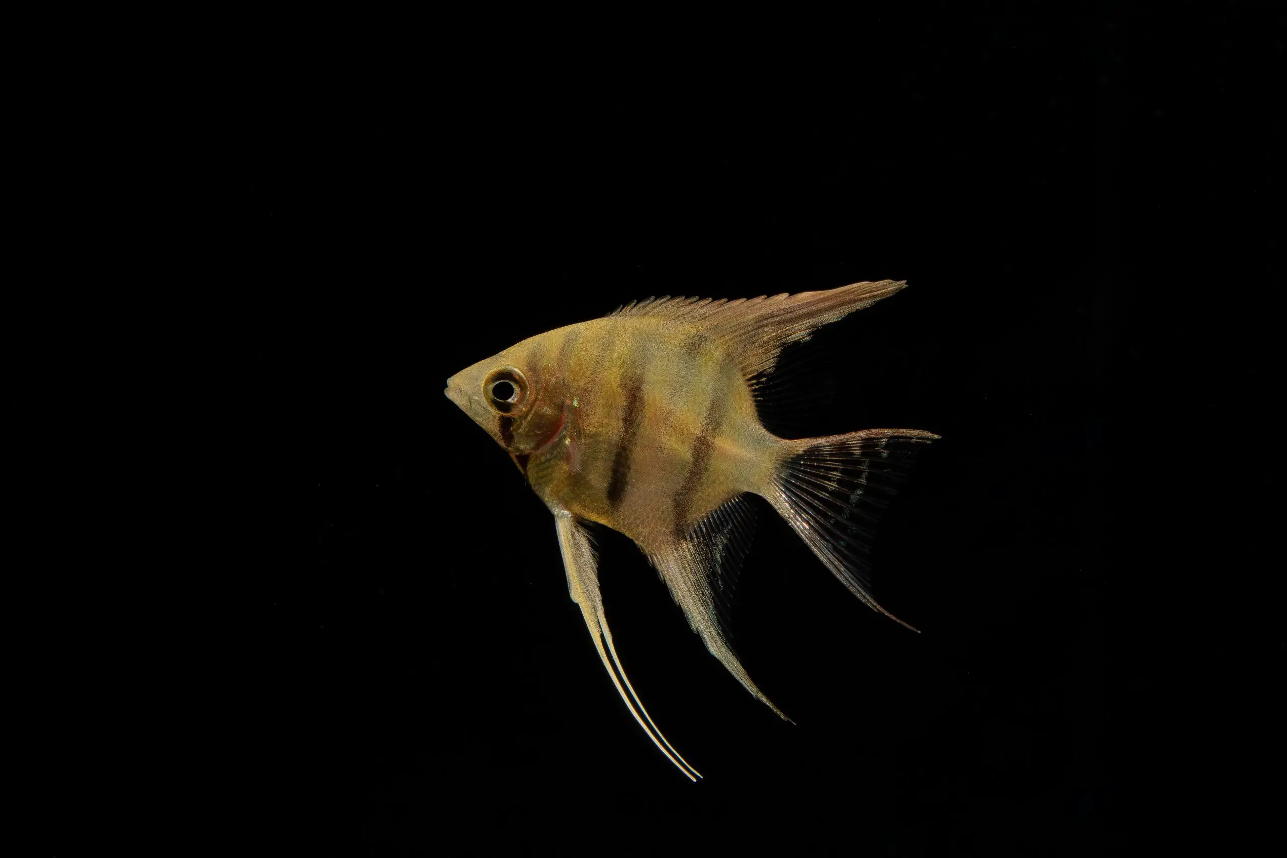 Pterophyllum leopoldi photo