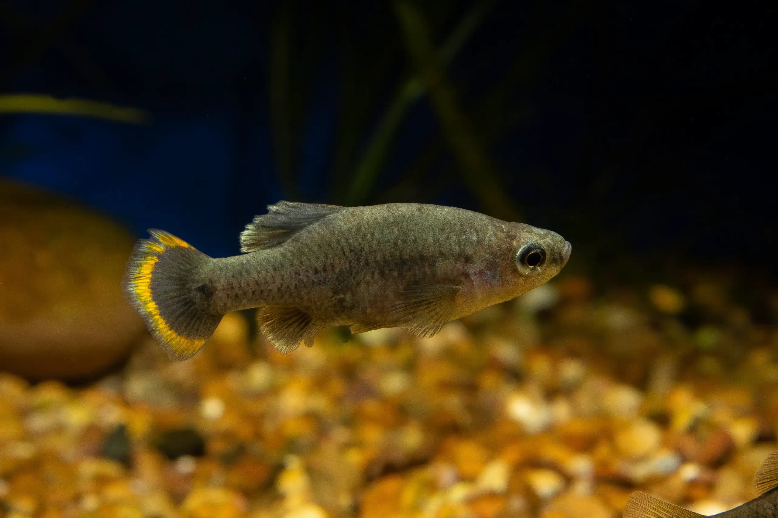 Zoogoneticus tequila photo