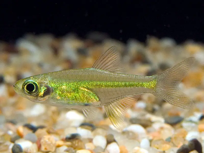 Microdevario kubotai photo
