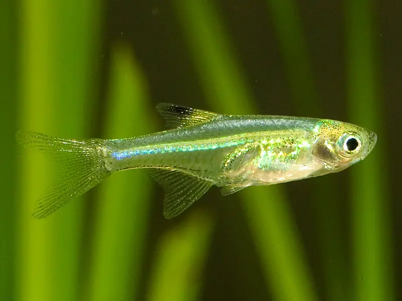 Microdevario nanus photo