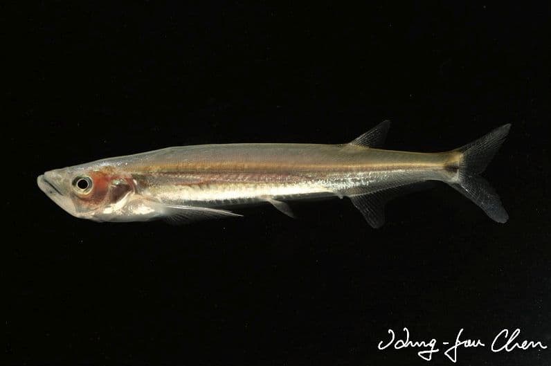 Macrochirichthys macrochirus photo