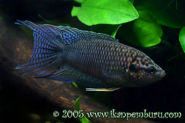 Macropodus hongkongensis photo