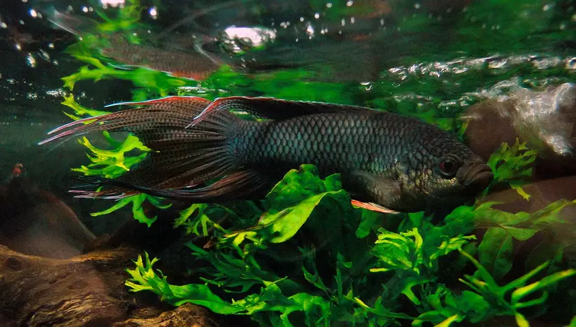 Macropodus erythropterus photo