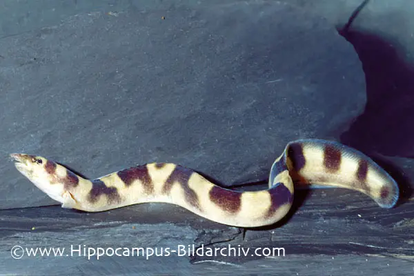 Caecomastacembelus plagiostomus photo