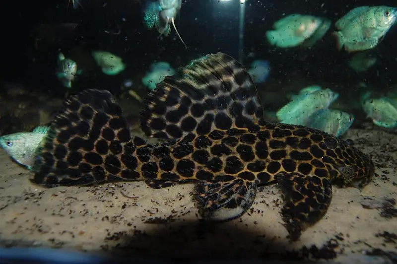 Megalancistrus parananus photo