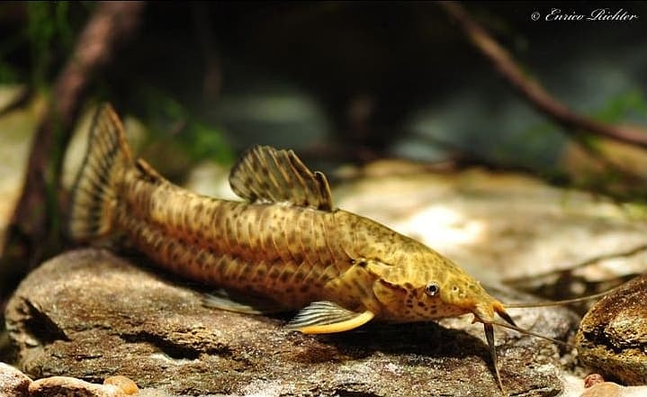 Megalechis picta photo