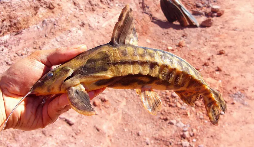 Megalodoras uranoscopus photo