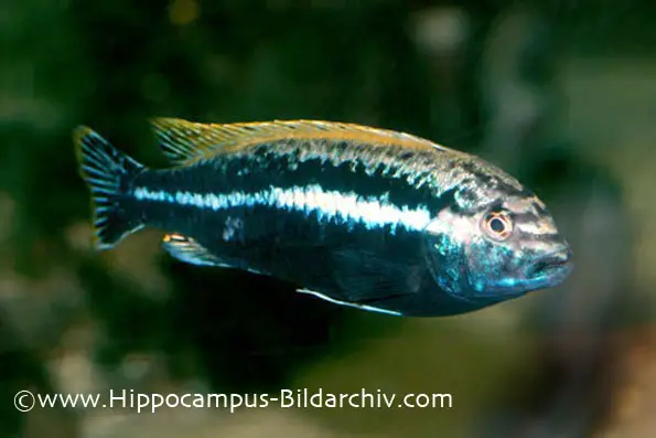 Melanochromis auratus photo