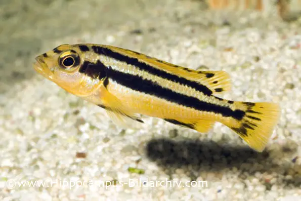 Melanochromis chipokae photo