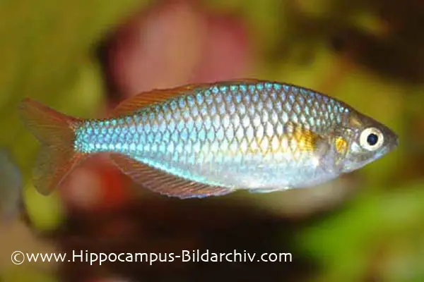 Melanotaenia praecox photo
